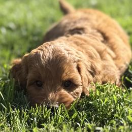 Sunny - Blue Collar Boy - Red  male Goldendoodle puppy in Pleasant Hill, Iowa from Harvest Creek