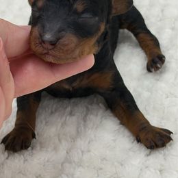 Sirius - Phantom male Poodle puppy in Wheatland, California from Sapphire Ridge Poodles