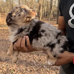 Swirl - Red merle male Australian Shepherd puppy in Macon, Georgia from Shaina’s Shepherds