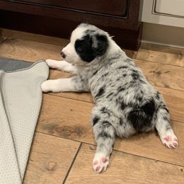 Australian Shepherd Puppies from Lil Rhody Blues Australian Shepherds