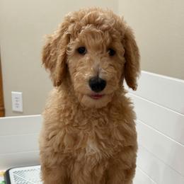 Penny - Apricot female Goldendoodle puppy in Yuciapa, California from AlltheDoodlez_