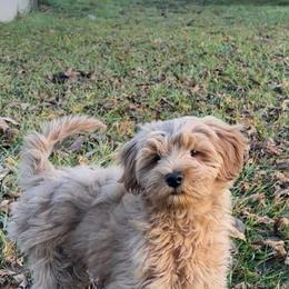 Brown color boy - Apricot male Goldendoodle puppy in Dupont, Washington from Willow Tree Doodles