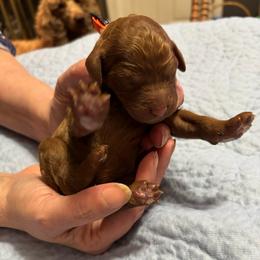 Orange Collar - Red  female Poodle puppy in Henagar, Alabama from Windy Oak Kennels
