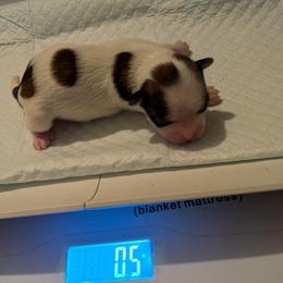 Boy 2 - Black and white male Shorkie puppy in Winters, California from Northern CA Shorkies