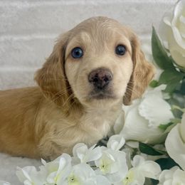 Dachshund Puppies from Chilidog Dachshunds