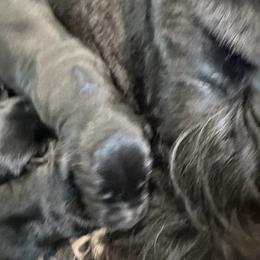 Girl 3 - Black female Giant Schnauzer puppy in Bois D’arc, Missouri from Down Low Kennels