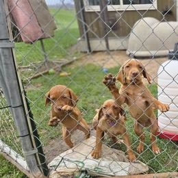 Vizsla Puppies from Driftless Vizslas