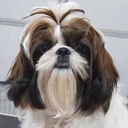 Shih Tzu puppies from Raincross Shih Tzu