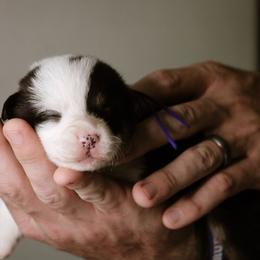 Leah - Black and tan female Pembroke Welsh Corgi puppy in South Otselic, New York from Ridge Top Corgis