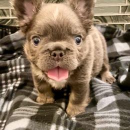 French Bulldog puppies from Let it Ride Bulldogs
