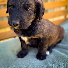 Bernedoodle and Siberian Husky Puppies from Timberline Paws