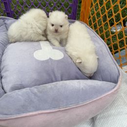 Pomeranian Puppies from Pomeraniaboston