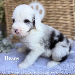 Beans - Blue merle and white male Sheepadoodle puppy in Murrieta, California from Brookside Bernedoodles