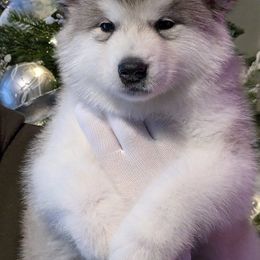 Alaskan Malamute Puppies from Windchaser Kennels