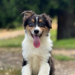 Licorice- btm5 - Black tri-color male Australian Shepherd puppy in Chehalis, Washington from Wandering Acres Ranch