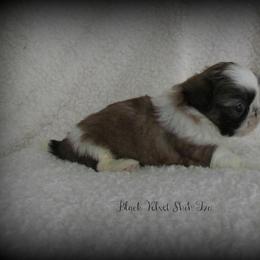 Shih Tzu Puppies from Black Velvet Shih Tzu