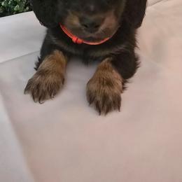 Cozmo - Black and cream male Dachshund puppy in Centerville, Georgia from Mel's LowRider Ranch