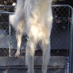 Borzois from Novgorod