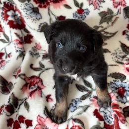 Riley - Black tri-color female Australian Shepherd puppy in Dardanelle, Arkansas from Whispering Willow Ranch