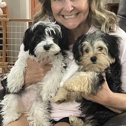 Shorkie All Grown Up from Roover's Oklahoma Shorkies