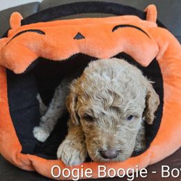 Oogie Boogie - Red male Labradoodle puppy in Phelan, California from Family Doodles