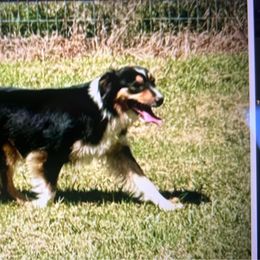 Vivian - Miniature American Shepherd