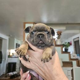 Grettie - Tricolors female French Bulldog puppy in Neosho, Missouri from K2S Frenchies