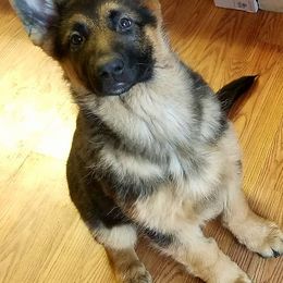 German Shepherd Puppies from Twisted D's Dog and Pony Show