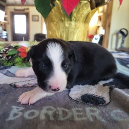Jetty - Black and white male Border Collie puppy in Morgan, Texas from Shooting Star Ranch