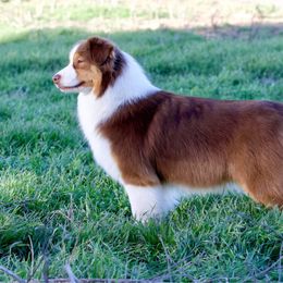 Bee - Australian Shepherd