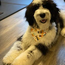 Aussiedoodle and Bernedoodle Puppies from Jupiter Doodles