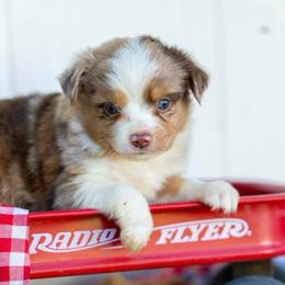 Rocket - Red merle male Miniature Australian Shepherd puppy in Granbury, Texas from Texas Miniature Aussies