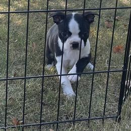 Raven - Black and white female Boston Terrier puppy in Fillmore, Illinois from Wind Hill Puppies