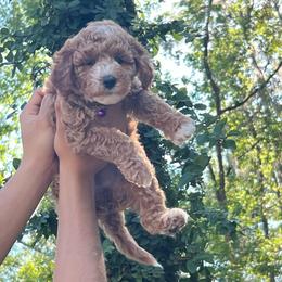 Plum - Apricot female Goldendoodle puppy in Gainesville, Florida from Pet Inn Xxweetdoodles