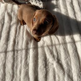 Sander - Fawn (Isabella) male Dachshund puppy in San Diego, California from Enchantables