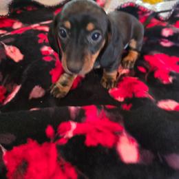 Peaches - Black and tan female Dachshund puppy in Oklahoma City, Oklahoma from Hamm Weenies  AKC (Dachshunds)