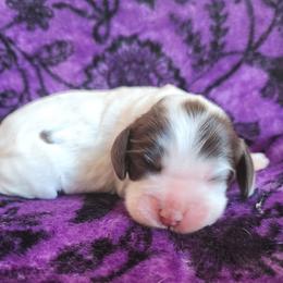 AKC UNO - Brown and white female Cocker Spaniel puppy in New Market, Tennessee from Down in the Holler