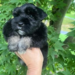 Mystic - Black and silver female Miniature Schnauzer puppy in Grayson, Kentucky from Seventh Heaven Schnauzers