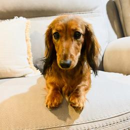 Penny - Dachshund