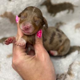 Grumpy AKC - Dapple male Dachshund puppy in Oklahoma City, Oklahoma from Barrett’s Doxie Farm