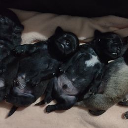 Pug Puppies from Papa and Me Pugs