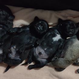 Pug Puppies from Papa and Me Pugs