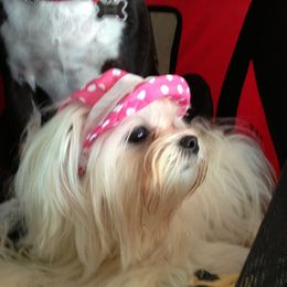 Maltese Puppies from Shari Suleman
