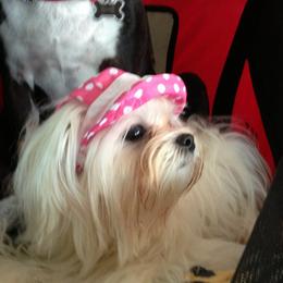 Maltese Puppies from Shari Suleman