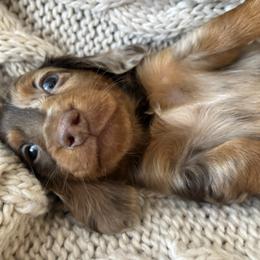 Chocolate Tan Dapple 2 - Dapple male Dachshund puppy in Mesa, Arizona from Ruby Desert Doxies