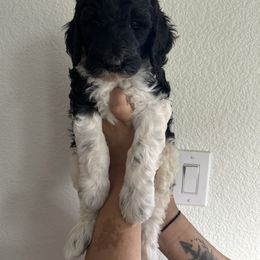 Boy 3 - Phantom male Goldendoodle puppy in Saginaw, Texas from Mariah's Goldendoodles