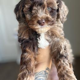 Blossom - Merle female Goldendoodle puppy in Waterford, California from Alvdoodles