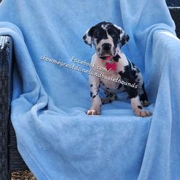 Pink Collar - Harlequin female Great Dane puppy in Alton, Illinois from Show Me Great Danes and Basset Hounds