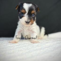 Girl 4 - Black tan and white female Biewer Terrier puppy in Lathrop, California from Forever Charmed