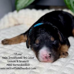 Stone - Tri-color male Bernedoodle puppy in Orange, Texas from Walk with Me Doodles